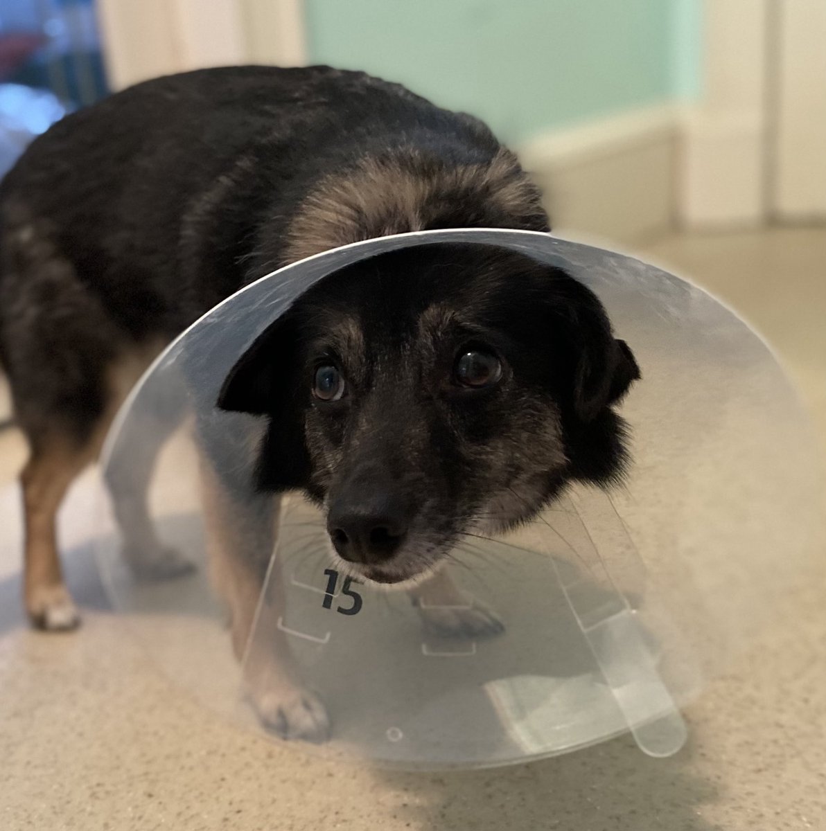 Trudy licked her itchy tail until it was red raw, must wear the cone of shame and is now officially the saddest dog in the world.