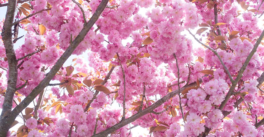 Cherry blossom, the flower that welcomes spring. ow.ly/g7lJ105rcLX