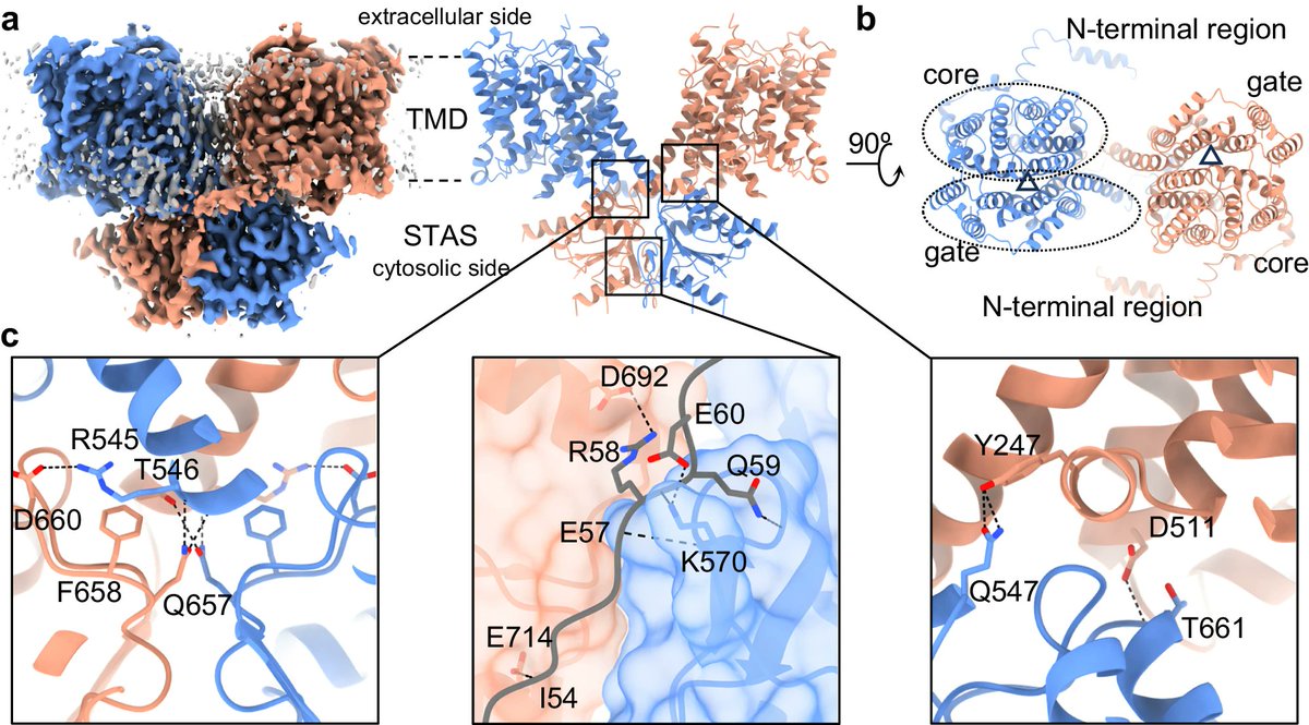Substrate binding plasticity revealed by Cryo-EM structures of SLC26A2 | Nat Commun

doi.org/10.1038/s41467…