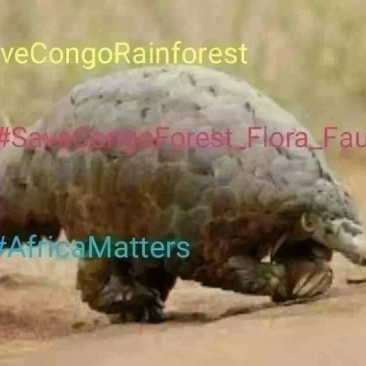 SaveCongoRainforest Day 1511 #SaveCongoRainforest #SaveCongoForest_Flora_Fauna🌴🦍 #AfricaMatters #IndigenousLivesMatter @SaveCongoForest In Solidarity with @vanessa_vash and @Remy_Zahiga The Congo Rainforest is vital in the fight for climate and social justice! ❤️☮️🌍🌏🌎