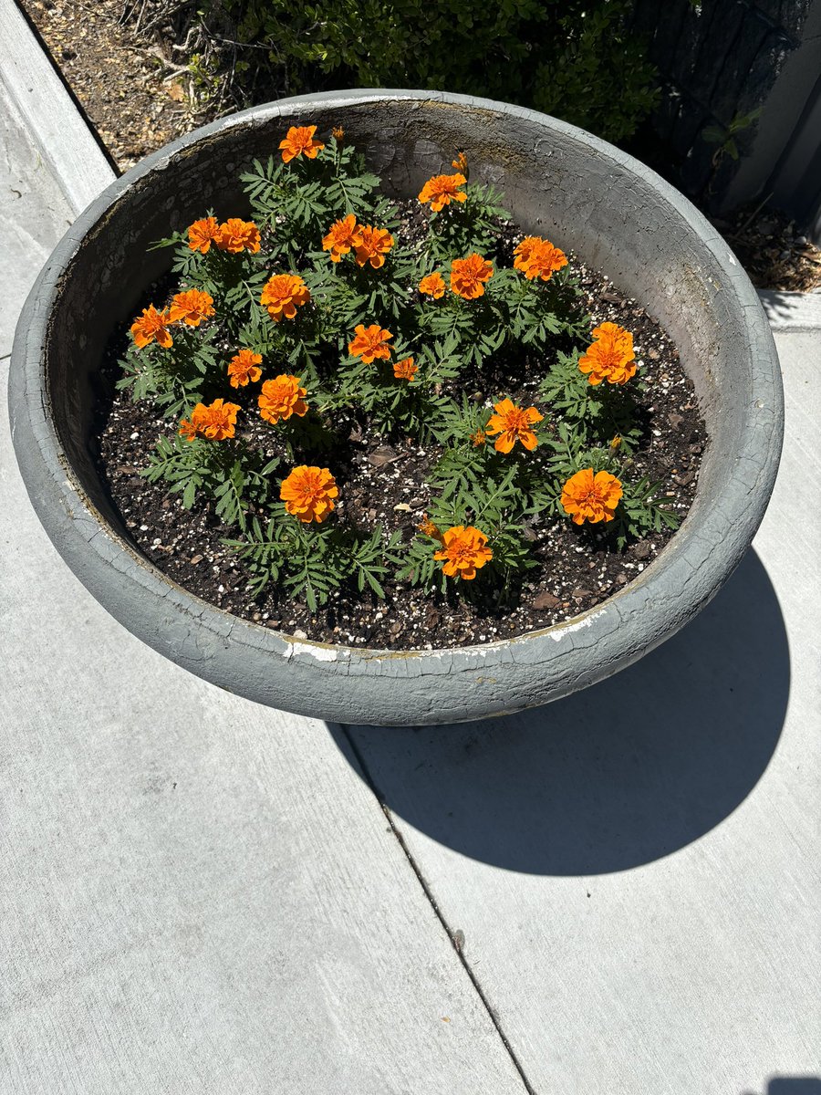 The flowers are Loyal and True. How about you? Today is the last day to enter the raffle. #cowboyfootball #nilmatters #pokes