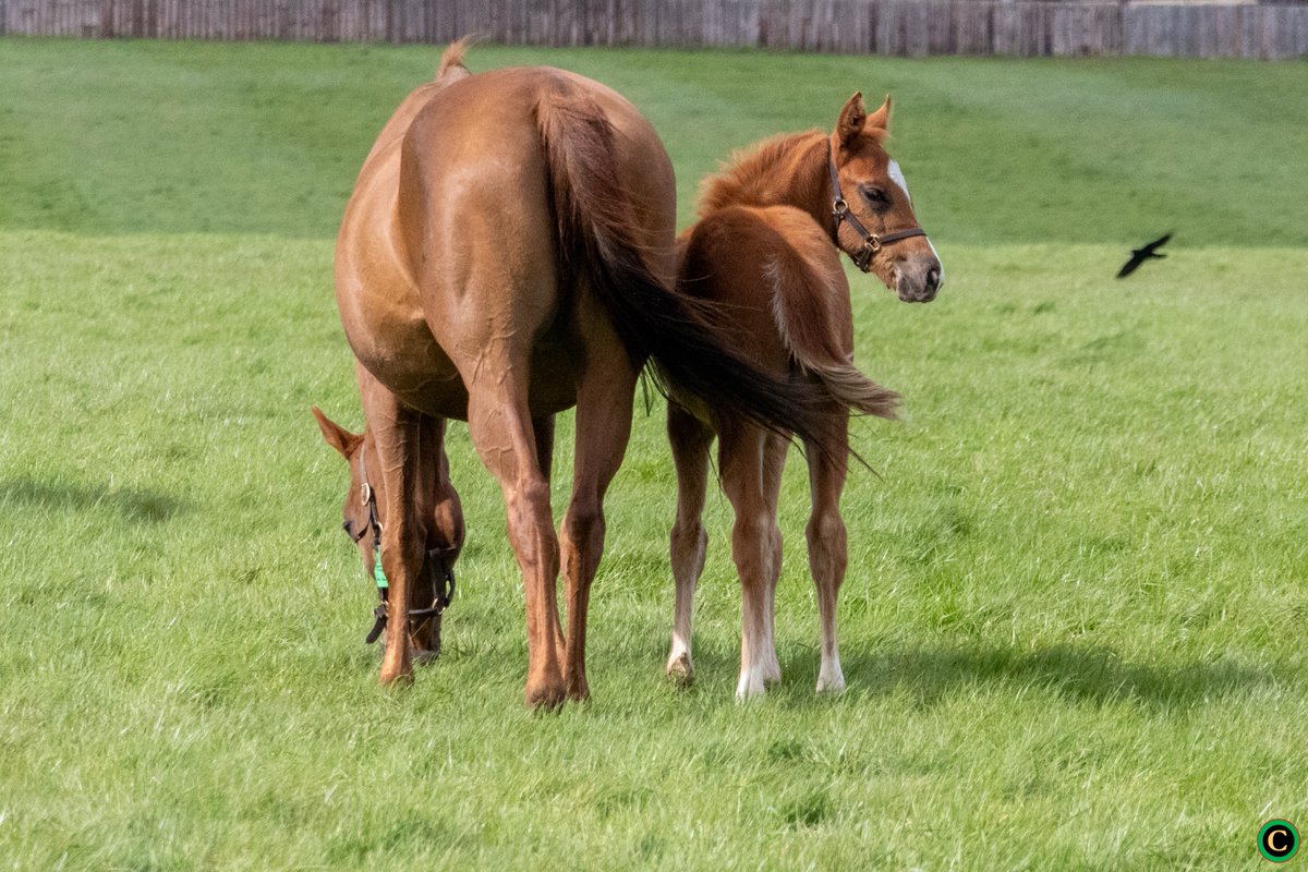 Nothing better than watching the mares and foals enjoying the sunshine out in the paddocks 🌱✨ #Foals #MondayMotivation #Thoroughbred #Racehorse #HorseRacing