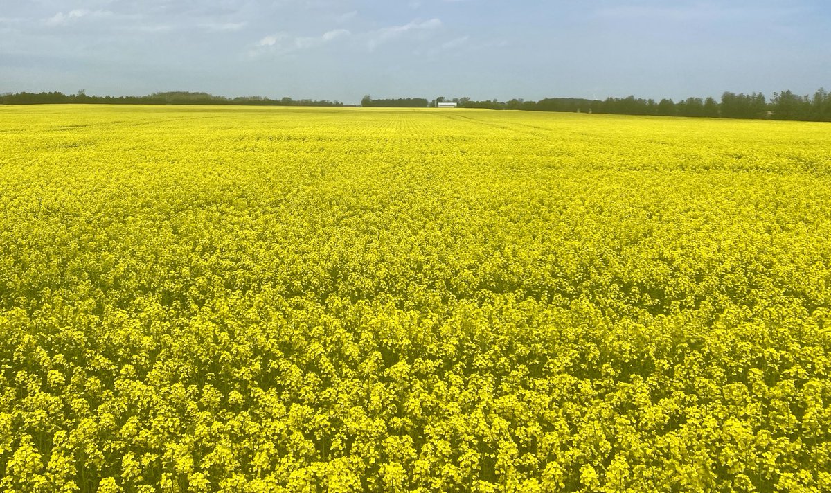 Here’s is bright field of canola