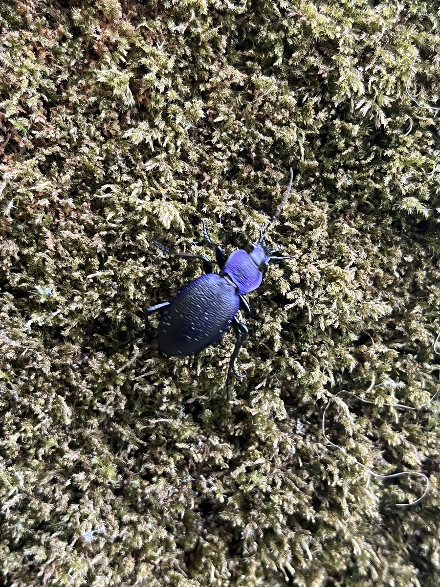 Iolo Williams tweet media