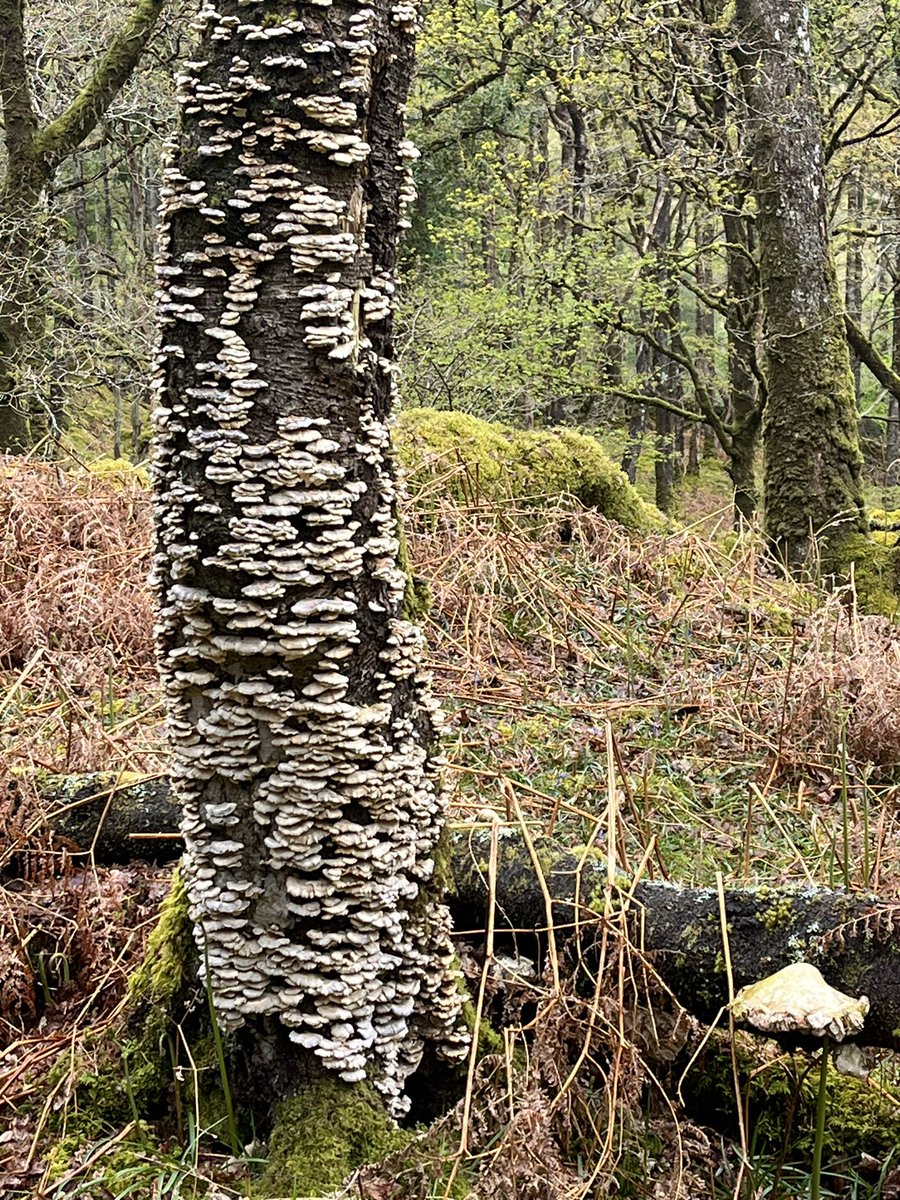 Iolo Williams tweet media