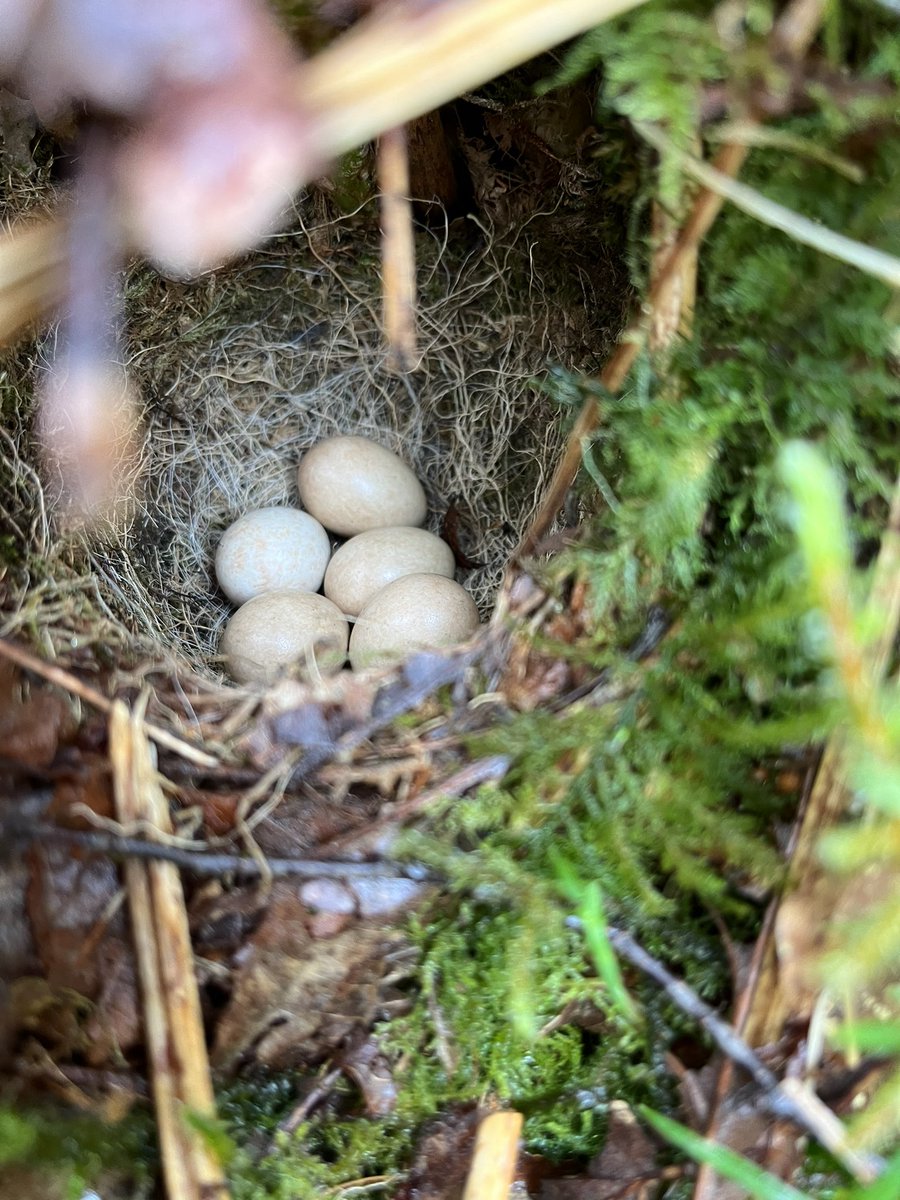 Iolo Williams tweet media