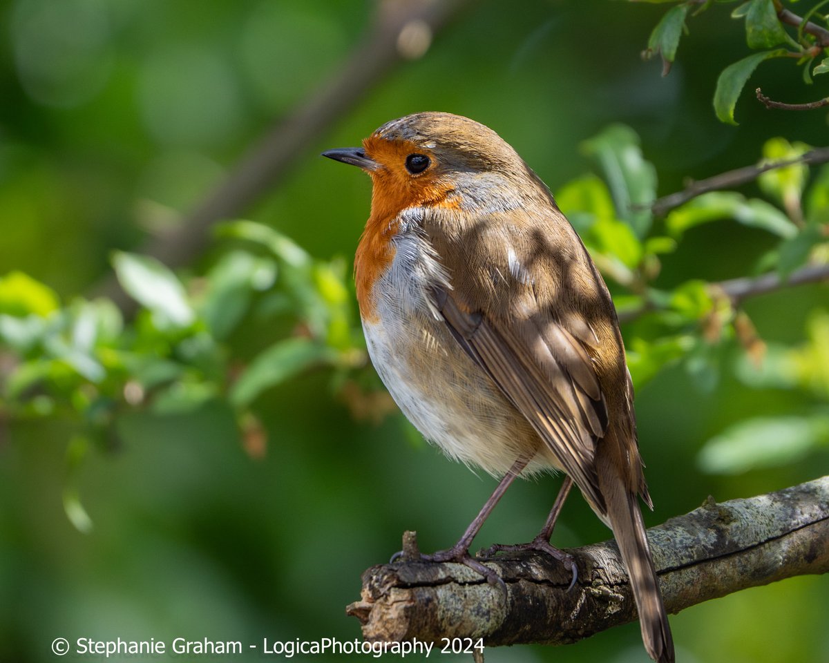 Today’s #DailyRobin enjoying a spot of sunshine.