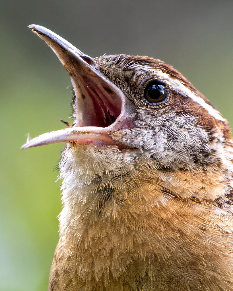New photo: Songster of the South | A Carolina Wren lets loose with it's huge voice this past summer. | flic.kr/p/2pNdke3