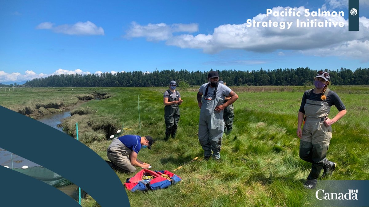 The Snuneymuxw (Nanaimo) River #Estuary is the biggest on Vancouver Island. Our #stewardship experts are working with @NatureTrustofBC to support it by removing berms, planting vegetation and more. ow.ly/9QnR50Rr7Fk #PSSI