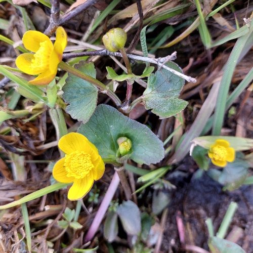 Norway is beautiful in spring. I'm hoping for warmer weather soon. This is bekkeblom in Norwegian, I don't know the English name. It grows in moist places. 🏵