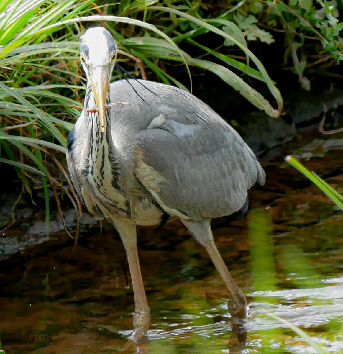 Grey heron with the catch of the day @LisvaneLlanRes 28/4/2024
#TwitterNatureCommunity 
#TwitterNaturePhotography 
#birdwatching #birding
#ThePhotoHour 
#NatureTherapy🏴󠁧󠁢󠁷󠁬󠁳󠁿