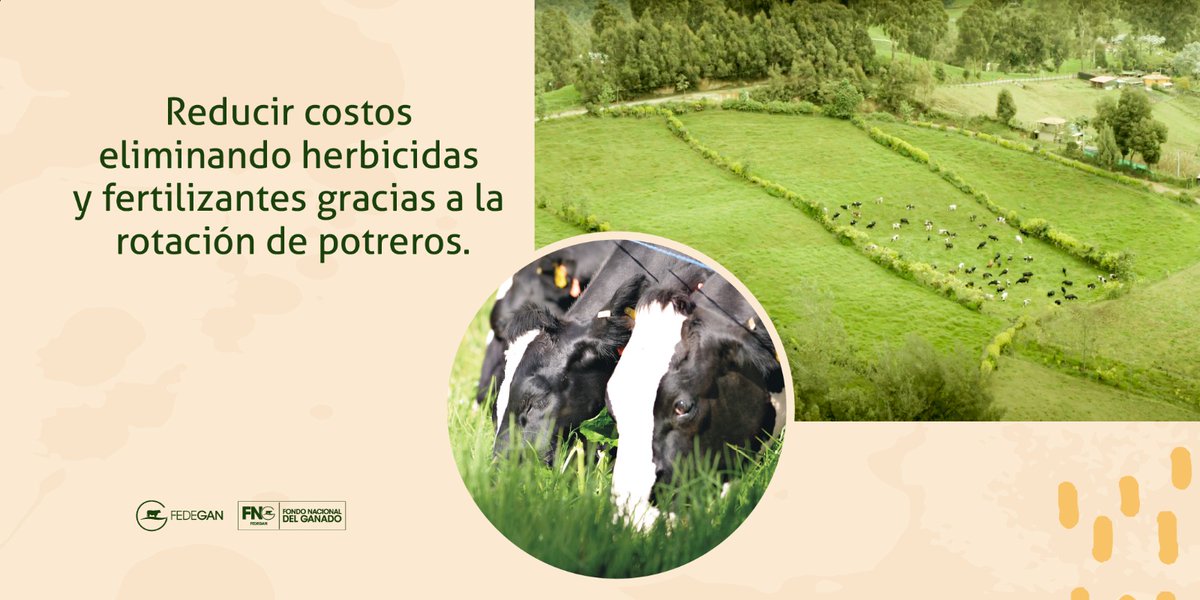 En el 🌳🐂 Día del Árbol 🌳🐄 tenemos un mensaje para los que nos llaman deforestadores y culpables del cambio climático: 📢 5.4 millones de árboles han sido sembrados por la #GanaderíaSostenible. 📢

Los sistemas silvopastoriles son nuestra verdad, el mayor regalo y nuestra