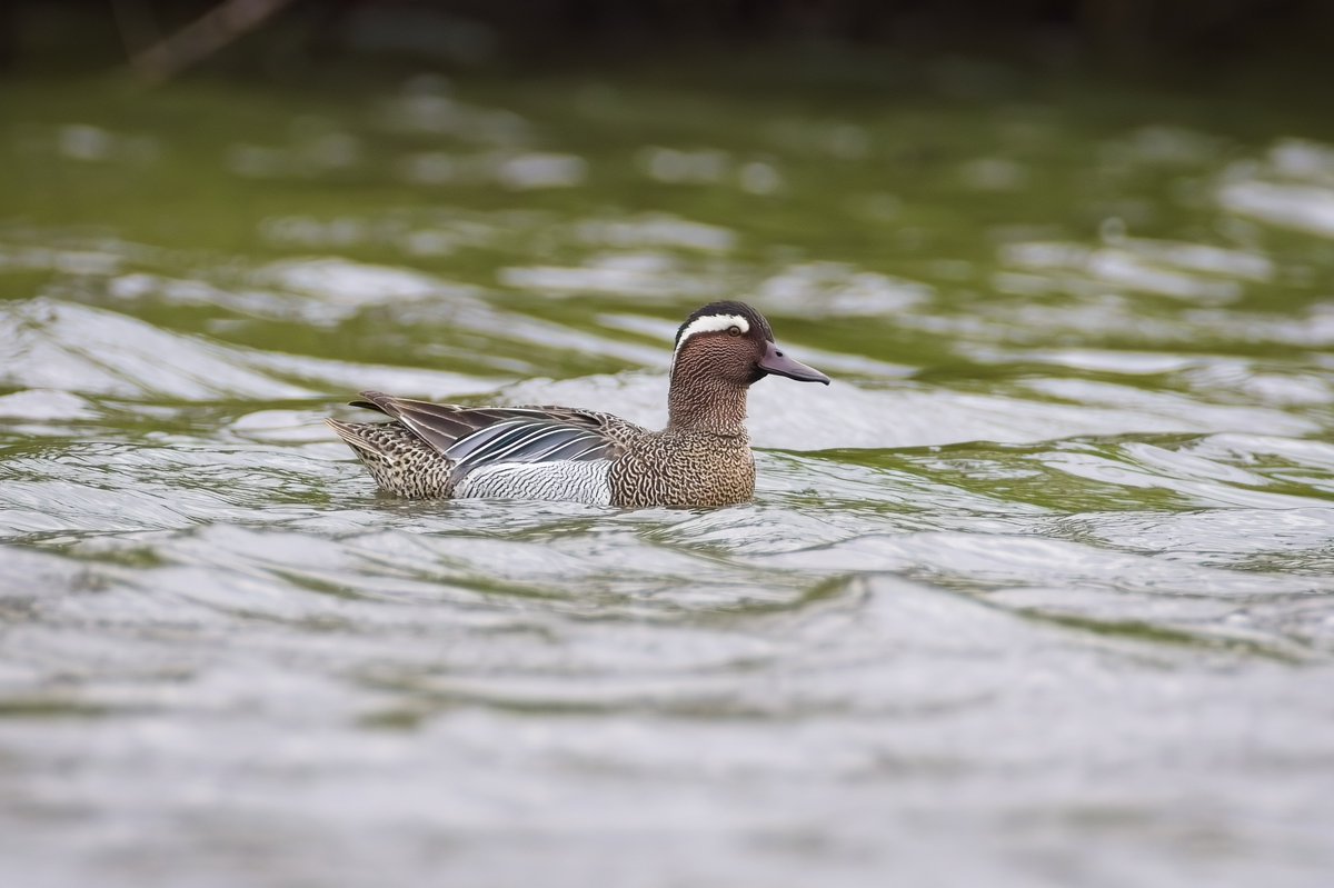 Surely one of the smartest ducks, Male Garganey on South Lake at @WWTSlimbridge today @slimbridge_wild #GlosBirds #BirdsSeenIn2024