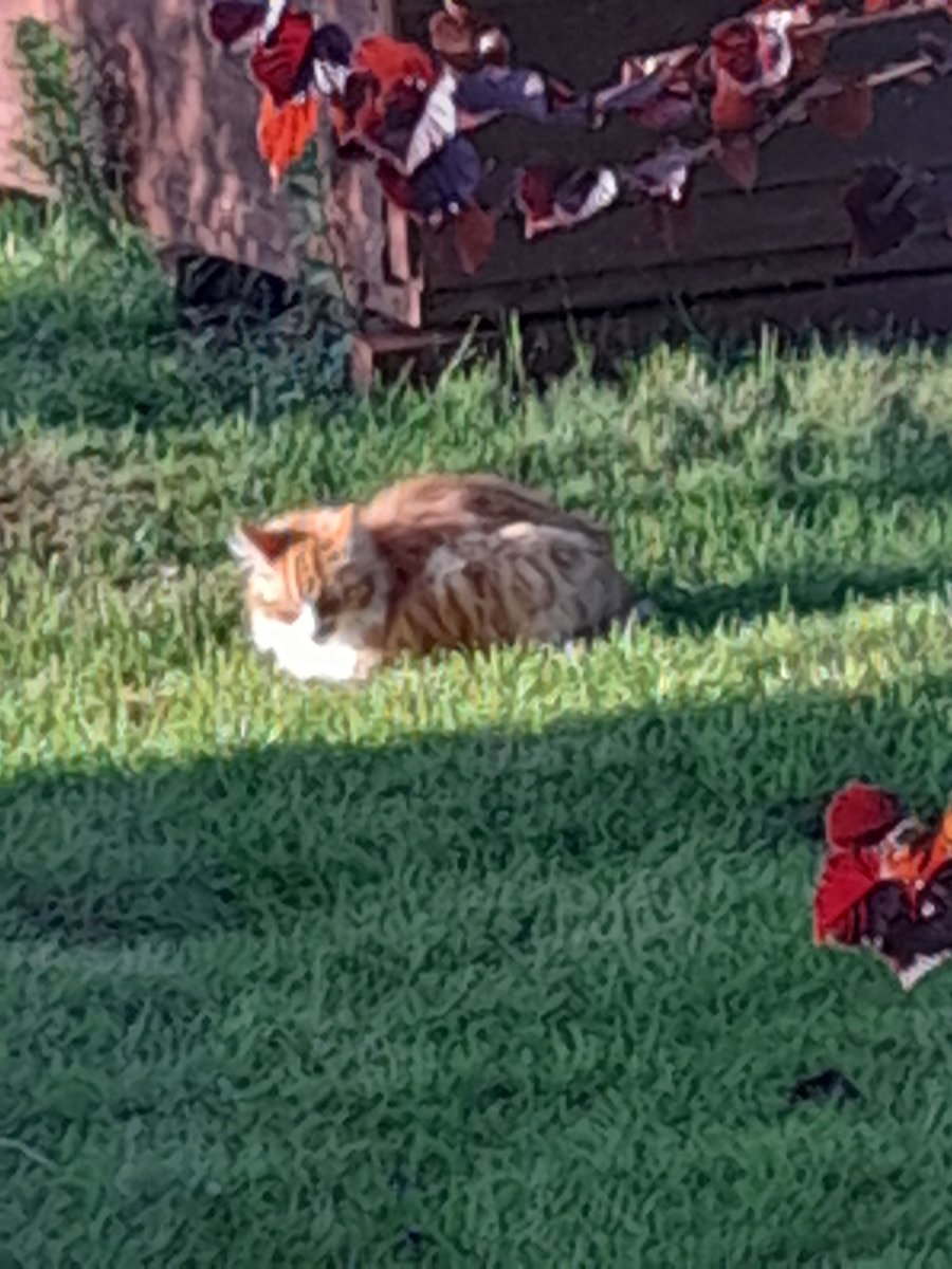 Sprocket is enjoying the evening sunshine.