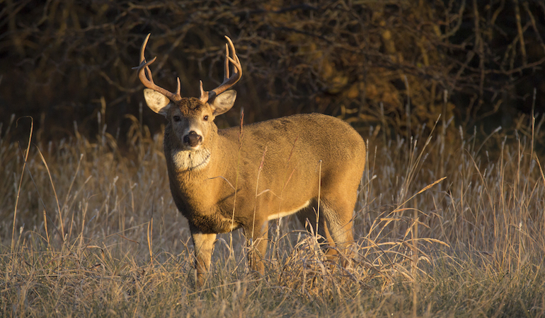 Kansas is in a good place geographically to grow large deer, in part because Kansas produces an abundance of food deer use and need to live long and grow large. Here's why Kansas is he gem of prairie deer hunting via Game & Fish Magazine: bit.ly/4b6IYbg #ITSINOURBLOOD