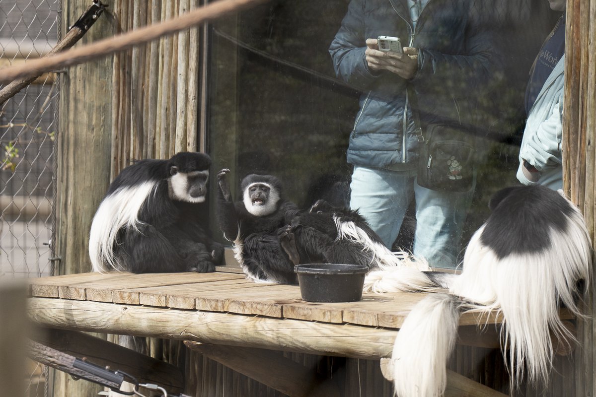 Fun fact about colobus monkeys: Their long tail helps them balance as they hop from tree to tree! Being arboreal, they live in trees, and guests can often see them relaxing and eating higher up in their habitat, like this platform.