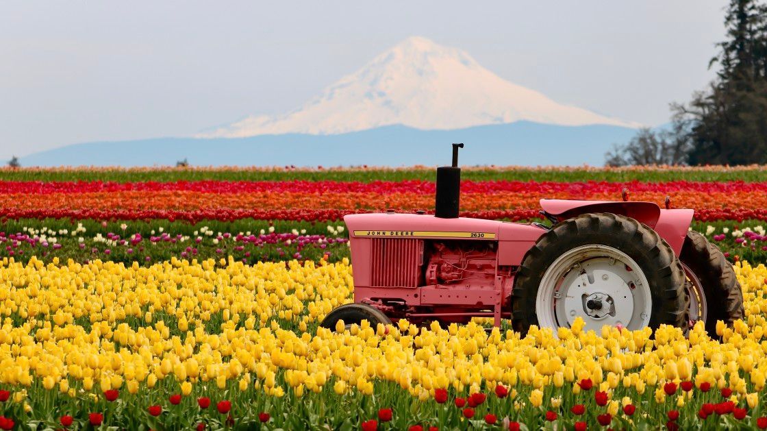 'The Pink Deere' by Katie Hanke ⁠ 📷⁠ buff.ly/3Qer0vO ⁠ #Picfair⁠ ⁠ _⁠ ⁠ Create your Picfair store today and join over 1,000,000 #Photographers selling their photos with their own website!⁠ _⁠ ⁠ #photo #photooftheday