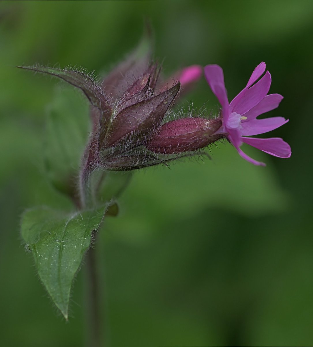 Silene dioica (syn. Melandrium rubrum), known as red campion and red catchfly #ThePhotoHour #Macro #photography #NaturePhotography #Viaastockaday #art #photooftheday #photographer #portraitphotography @UKNikon @NikonEurope @OutdoorPhotoMag @MacroHour