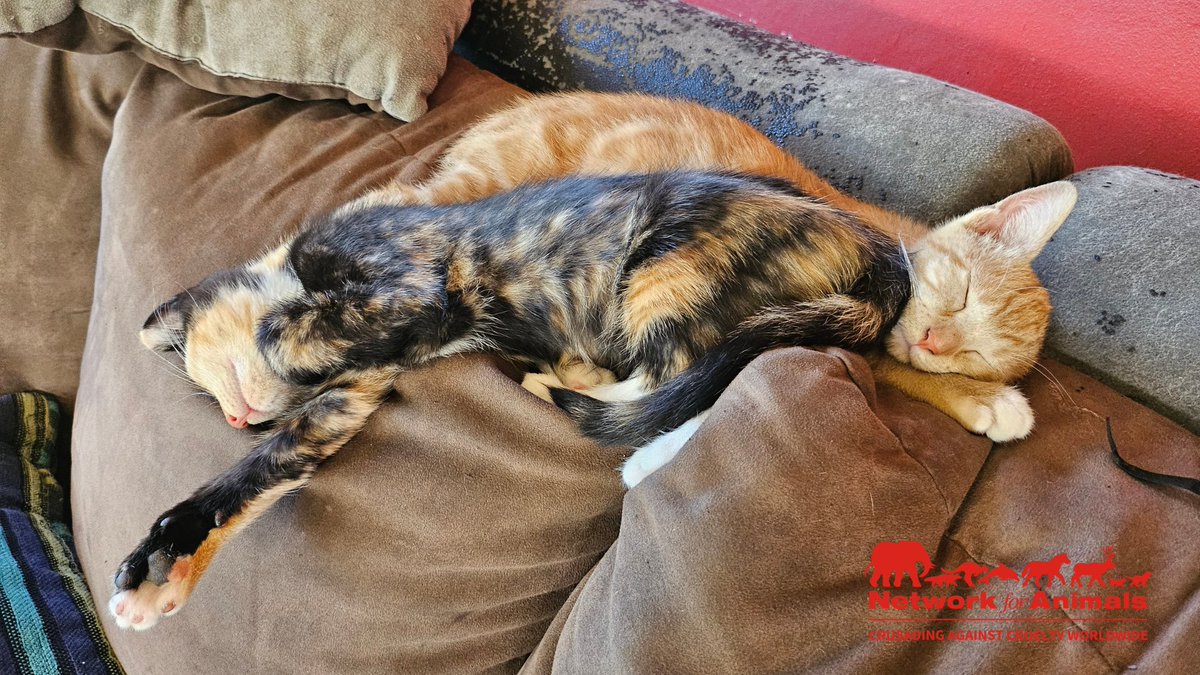 Remember the adorable sister kittens? Meet Smudge & Ladybug. Thanks for helping us find the purr-fect names for these adorable girls! Visit our page to watch their journey! #NetworkForAnimals #KittenLove #ForeverHome #NFACommunity