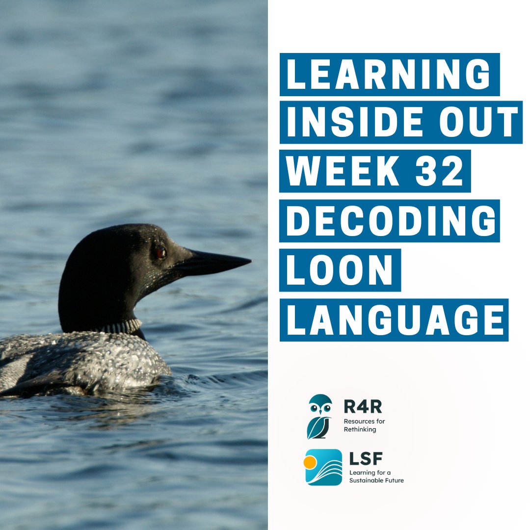 🦆 This week's #LearningInsideOut guide introduces students to Canada's most iconic bird - the Loon! Our resources highlight the importance of clean water and healthy aquatic systems to support these birds. Explore the #wildlife and access our guide here: conta.cc/3IAbg1G