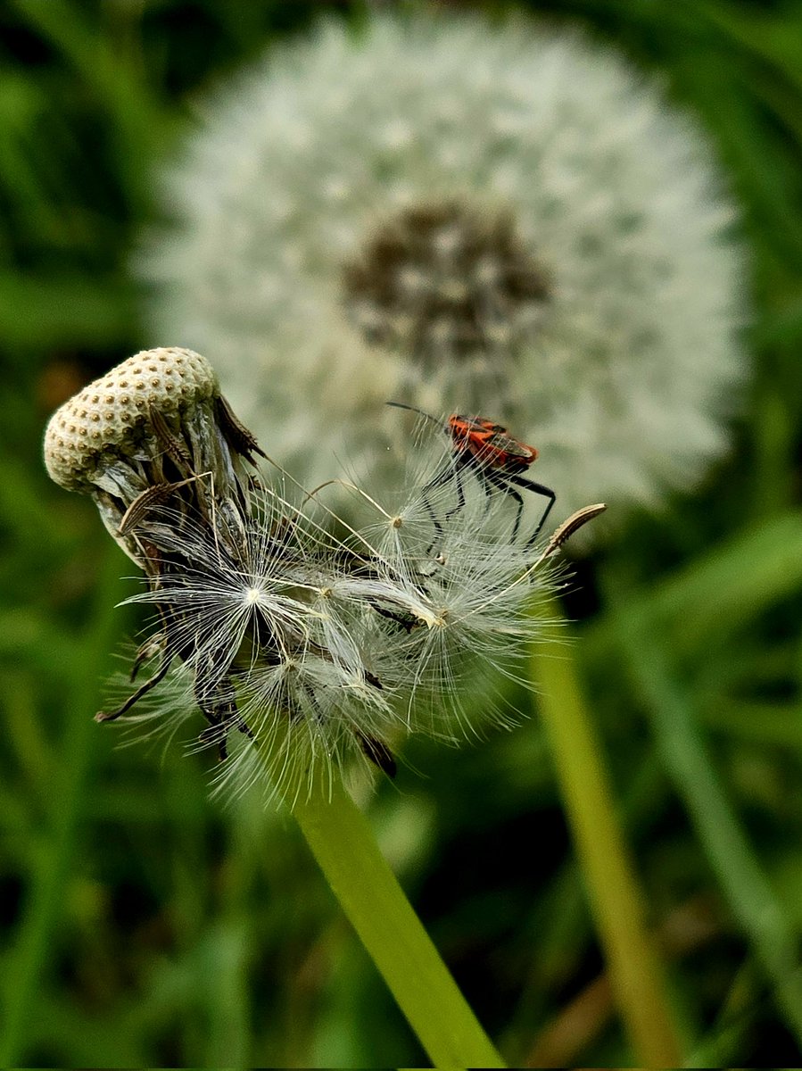 #DandelionChallenge