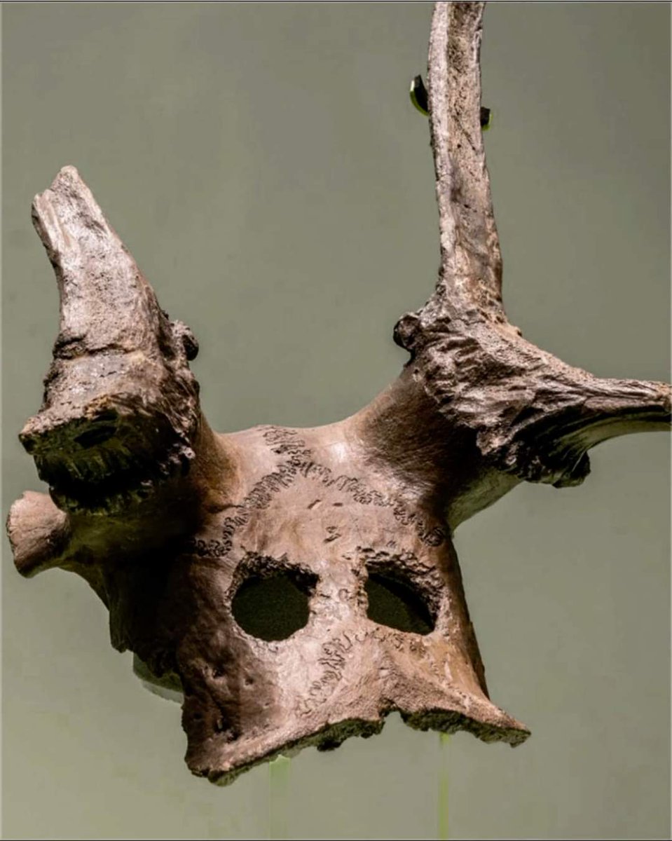 Deer skulls featuring carved eyeholes, dating back 11,000 years, unearthed at the Mesolithic archaeological site of Star Carr in Scarborough, North Yorkshire, England.

#drthehistories