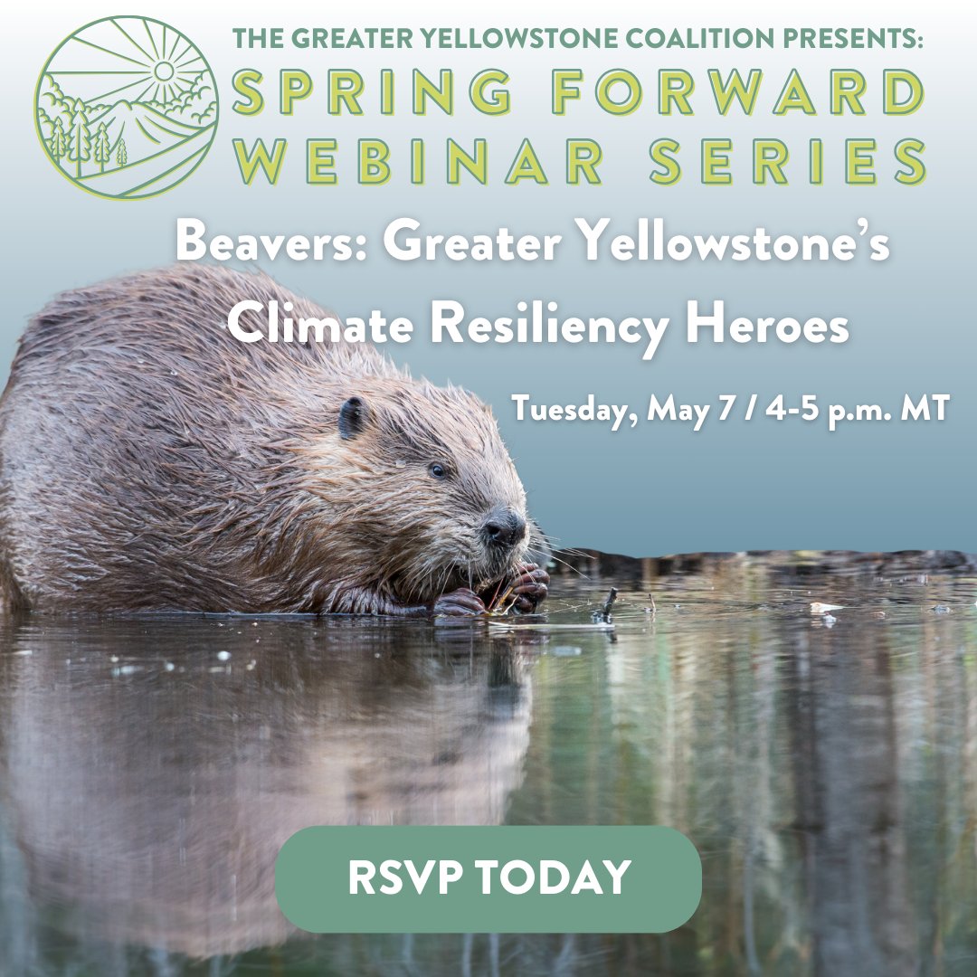 Join GYC online for an exciting webinar on #beavers and climate resiliency in the Greater Yellowstone Ecosystem! bit.ly/gycbeaverswebi…