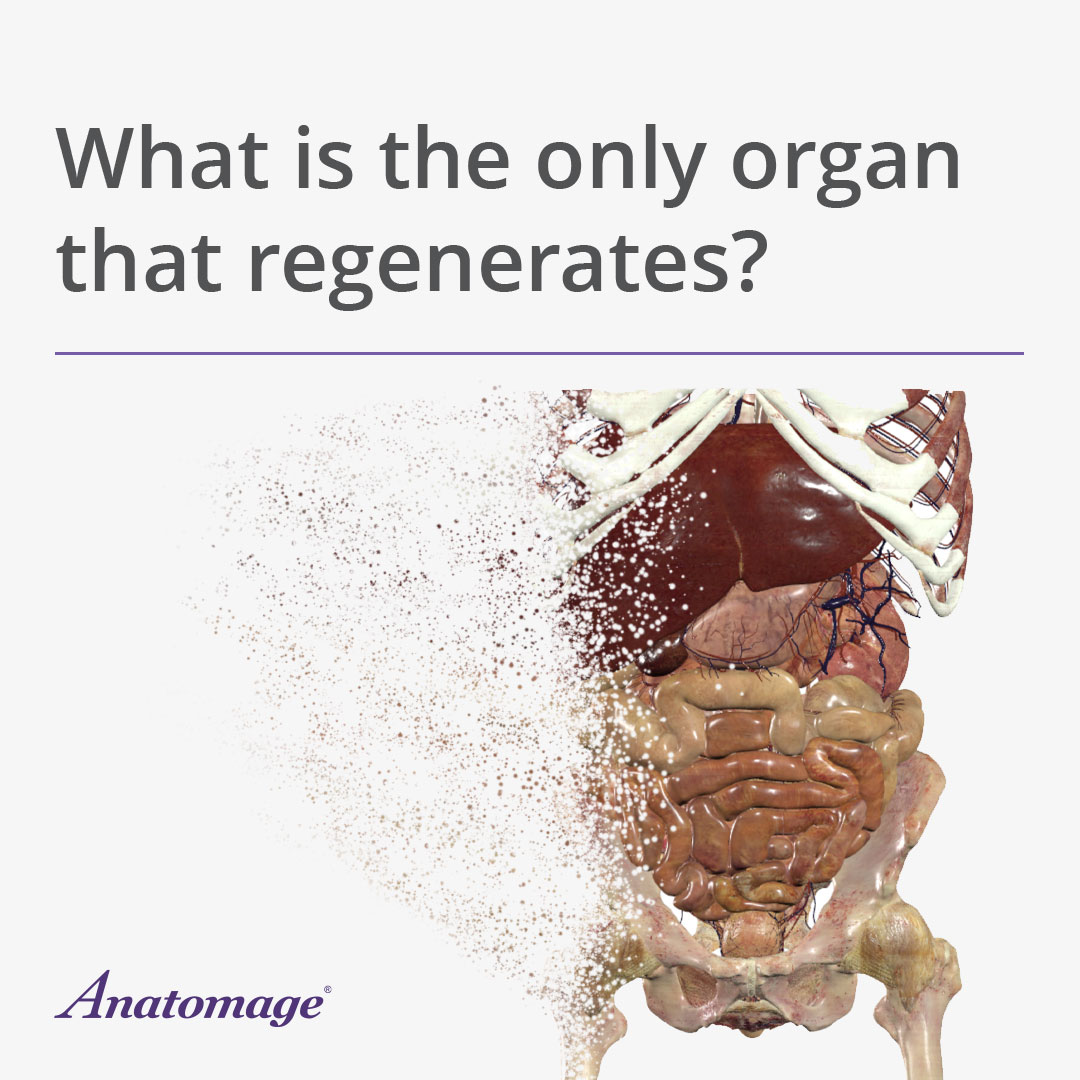 What is the only organ that regenerates? Comment with the corresponding emojis below to let us know your answer: ❤️ liver 💡 stomach 👍 small intestine #organ #organtrivia #anatomytrivia #humancadaver #STEM #humanbody #anatomyandphysiology