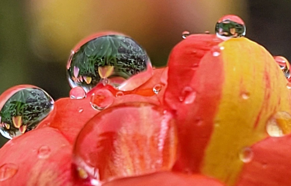 Raindrops on my tulips this morning 🌧 💐