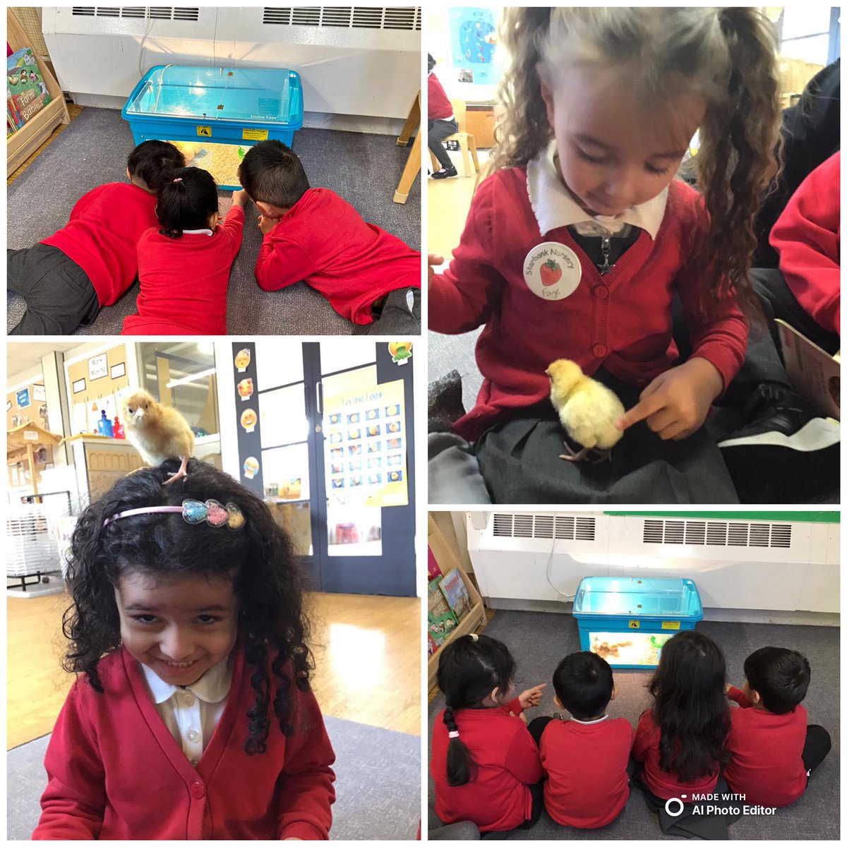 Our nursery kids joyfully welcomed nine new chicks, eagerly holding and caring for them, from incubator to cozy home. 🐣🏠 #WeAreStar
