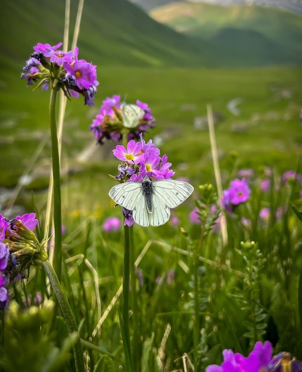 🇬🇪🌺🦋