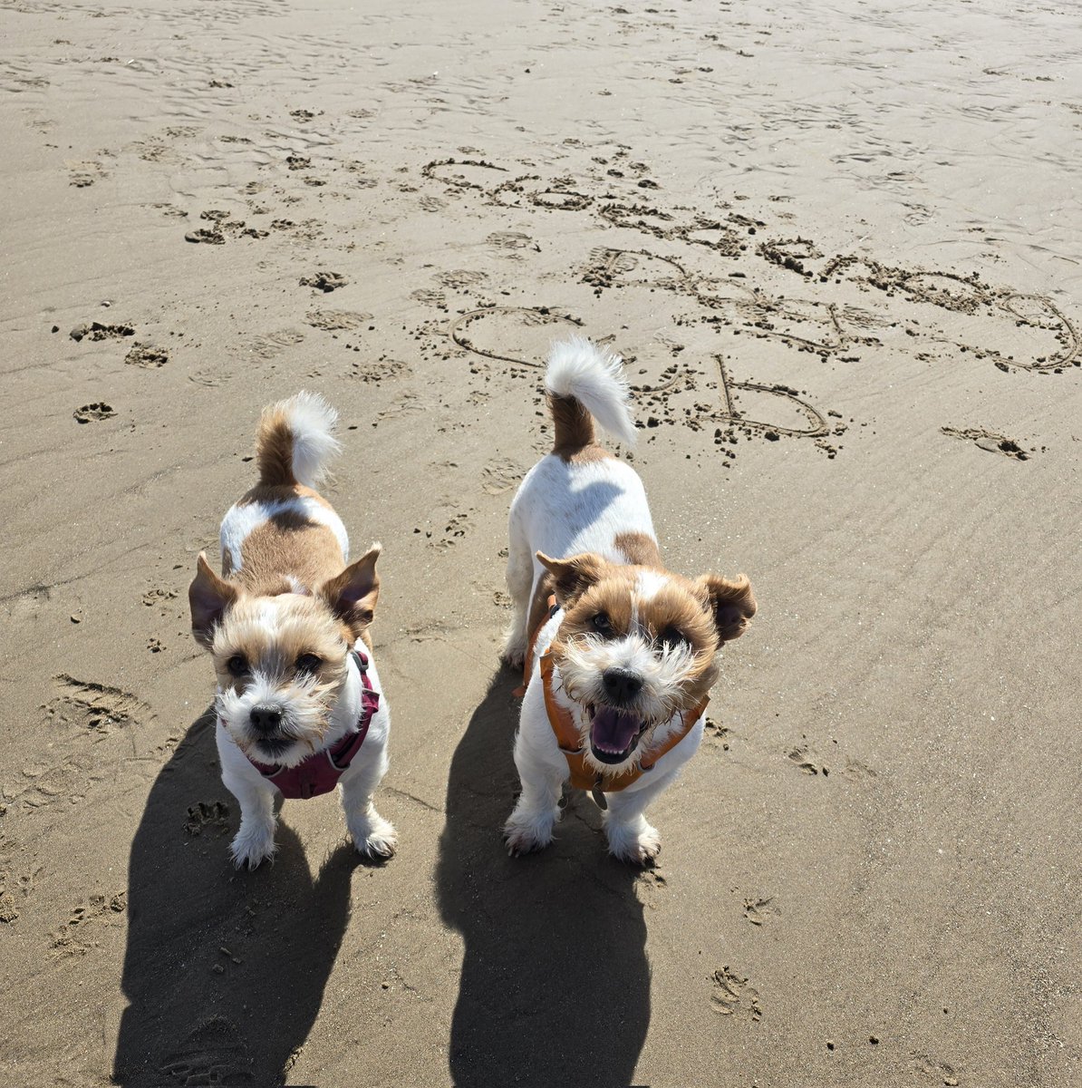 More photos from our beach day ⛱️🙏🏻🐾🏴󠁧󠁢󠁷󠁬󠁳󠁿❤️ #dogsofX