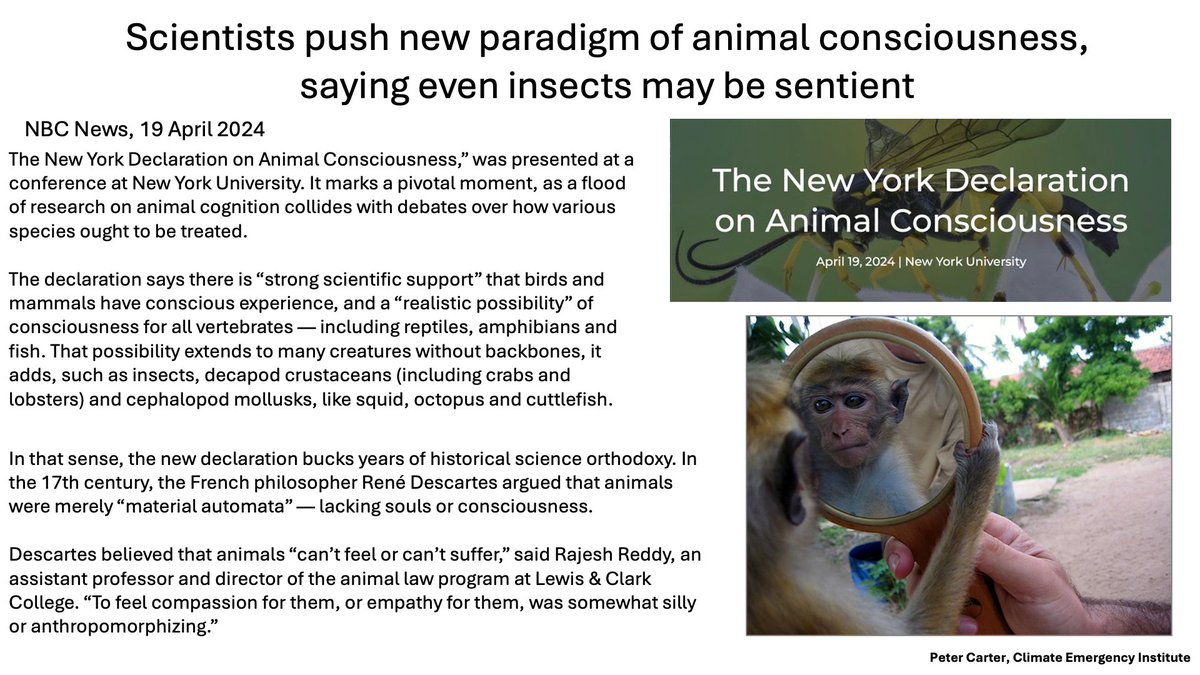 CONSCIOUSNESS OTHER ANIMALS - OF COURSE Science is still far behind. By their anatomy and physiology they think and have feelings like us, but we are losing ours as we become consumer market robotized. NBC News, 19 April 2024 #animals #psychology