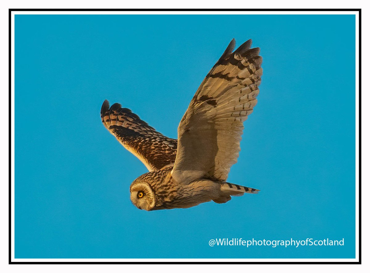 biggman01's tweet photo. Having a hoot https://t.co/sYuIOUKmS0