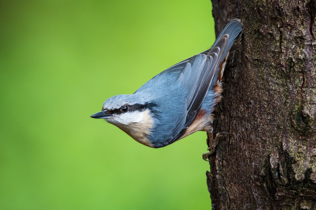 Bird on a stick 29 04 2024 Nuthatch (Sitta europaea) @Natures_Voice @RSPBbirders #sharemysigma #bos2024 #birdphotography