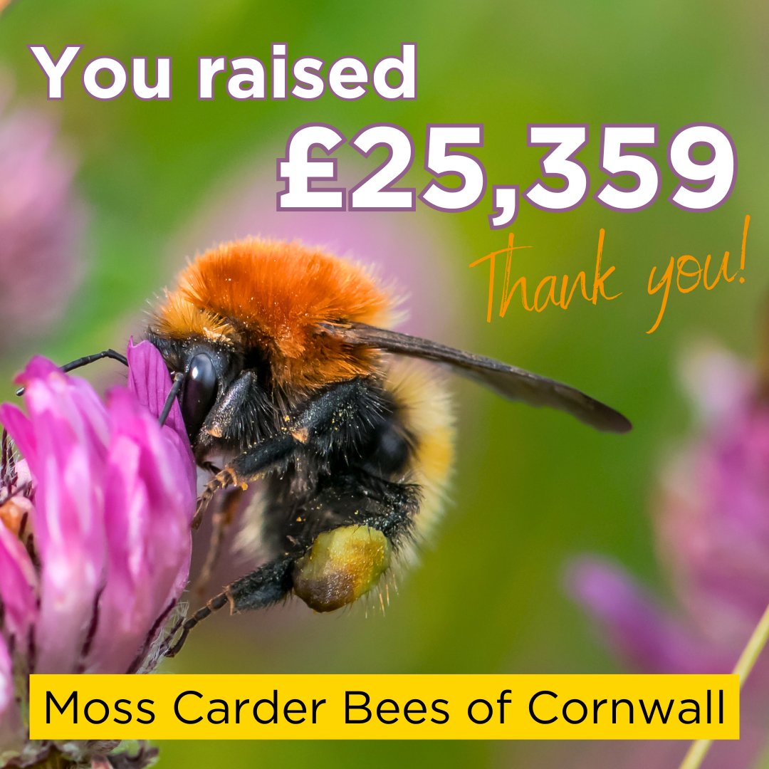 A BIG thank you to everyone who helped us smash our target during the Big Give’s #GreenMatchFund 💚 Together, we raised £25,359 for our new Moss Carder Bees of Cornwall project 🤝 The money raised will support our project to survey and protect this rare bumblebee in Cornwall 🐝