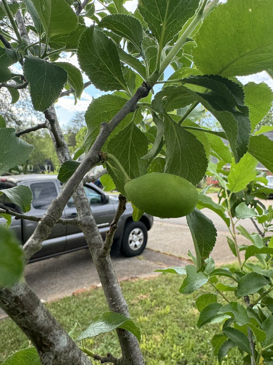 The result of cross-pollination. #plums #USDA #farming @starkbros