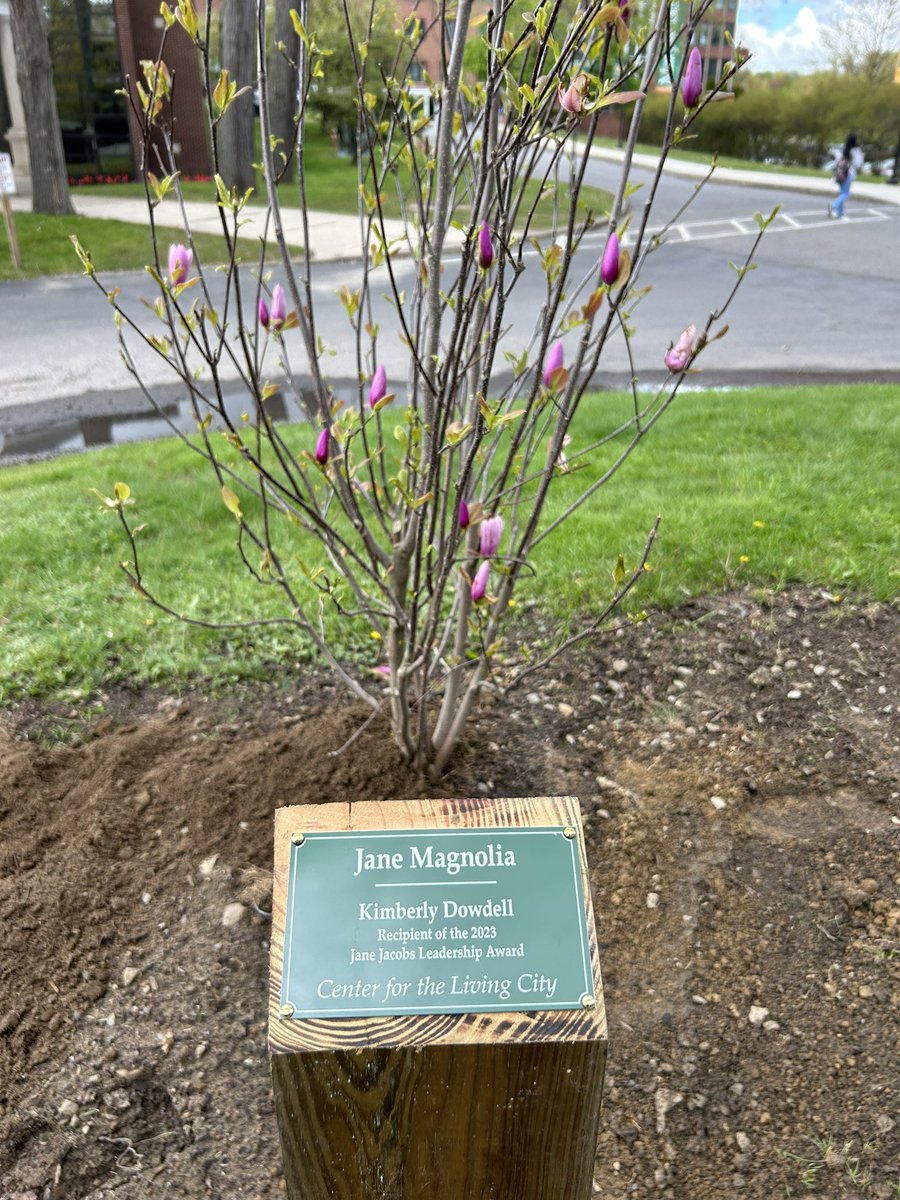 It’s the last Monday of April, which I’ve designated as a month of appreciation. I’m grateful for @AIANational’s growth just like I am the tree that was planted in my name last year. Thanks for the progress photos Maria MacDonald of @MarywoodU #MoreIn24Monday #KND4AIA #100Week20