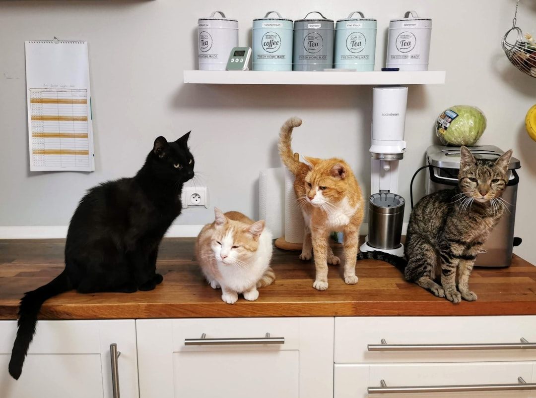 BufferTest1234's tweet photo. Or cats? https://t.co/Gg6cnH4gBJ