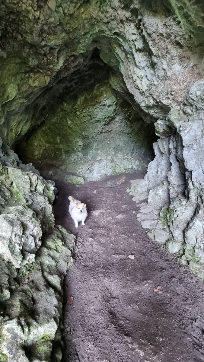 Tilly Cave dwelling at King Arthur's Cave today at the Doward 🙂🐾