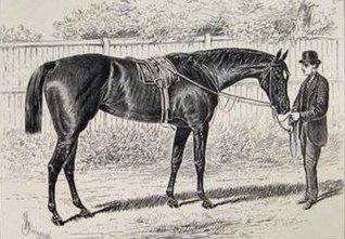 Apology, winner of the 1874 Fillies Triple Crown, may have been a little fortunate in that her generation was not conspicuously rich in talent, but she did go on to win the Ascot Gold Cup as a 5-year-old. A disappointing broodmare, she was shot in April 1888, aged 17.