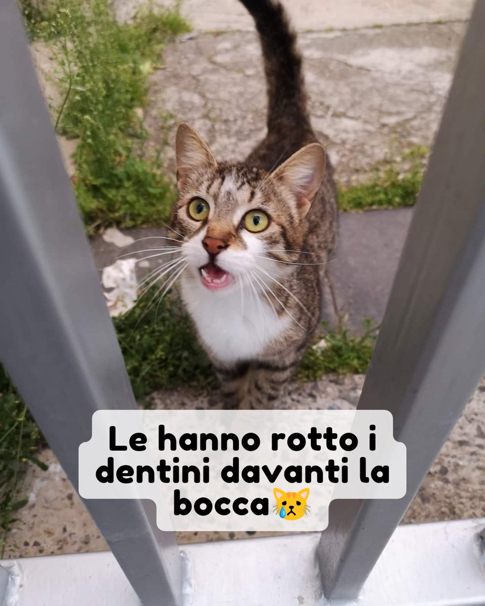 Whatsapp 320 7566423 Questa gattina è stata aggredita e scaraventata in strada, per l'urto ha perso i due dentini davanti. Oggi cerca riparo nei cortili delle casa e nonostante i maltrattamenti subiti e non ha mai smesso di essere dolce e coccolona 🥹 #adozionegatto