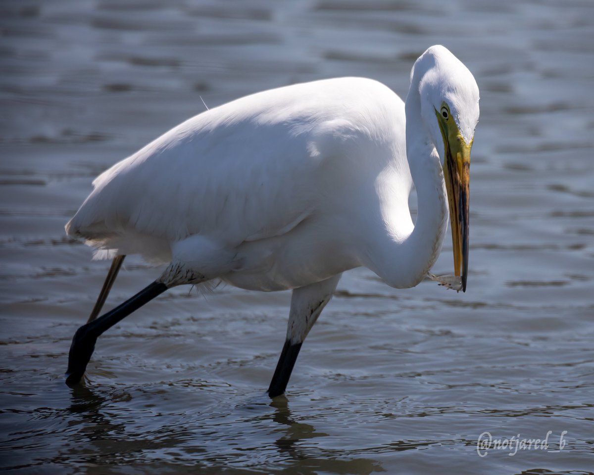 Egret snapping up some snacks. #TwitterNatureCommunity