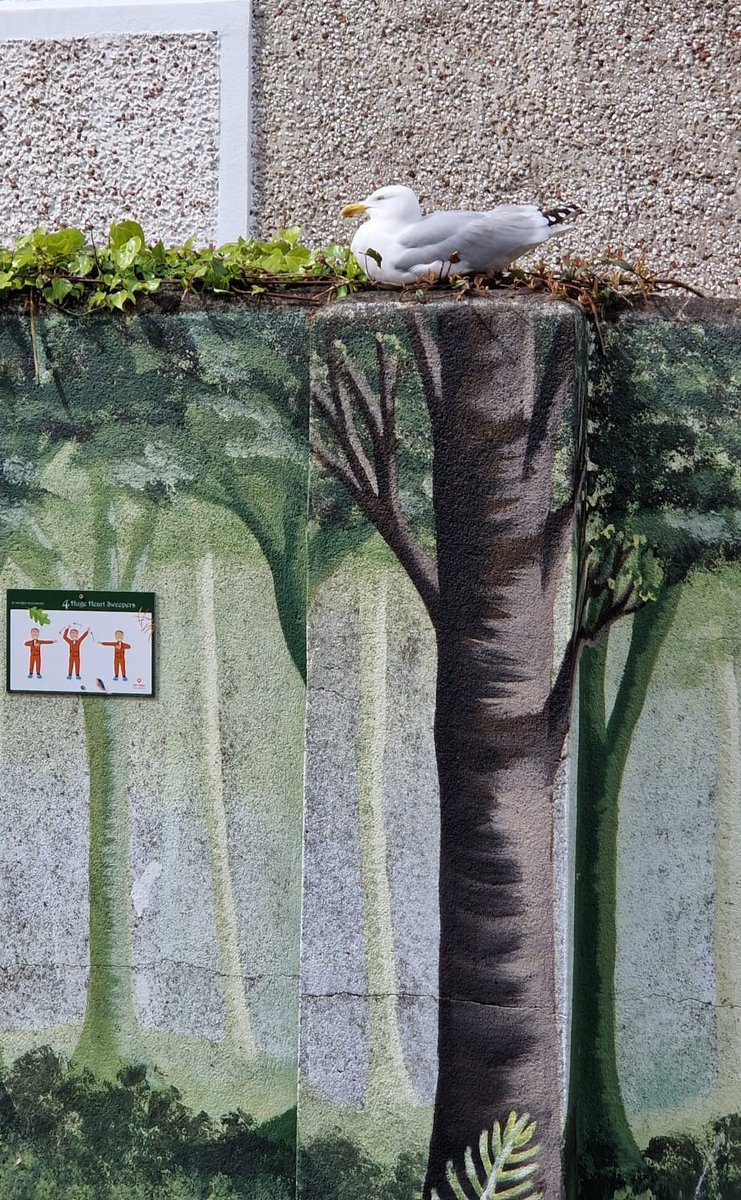 Its nesting season for the seagulls in Balbriggan, although our school mural has this mamma gull a little confused! 😉🪺 @BioInSchools @BirdWatchIE #urbannature