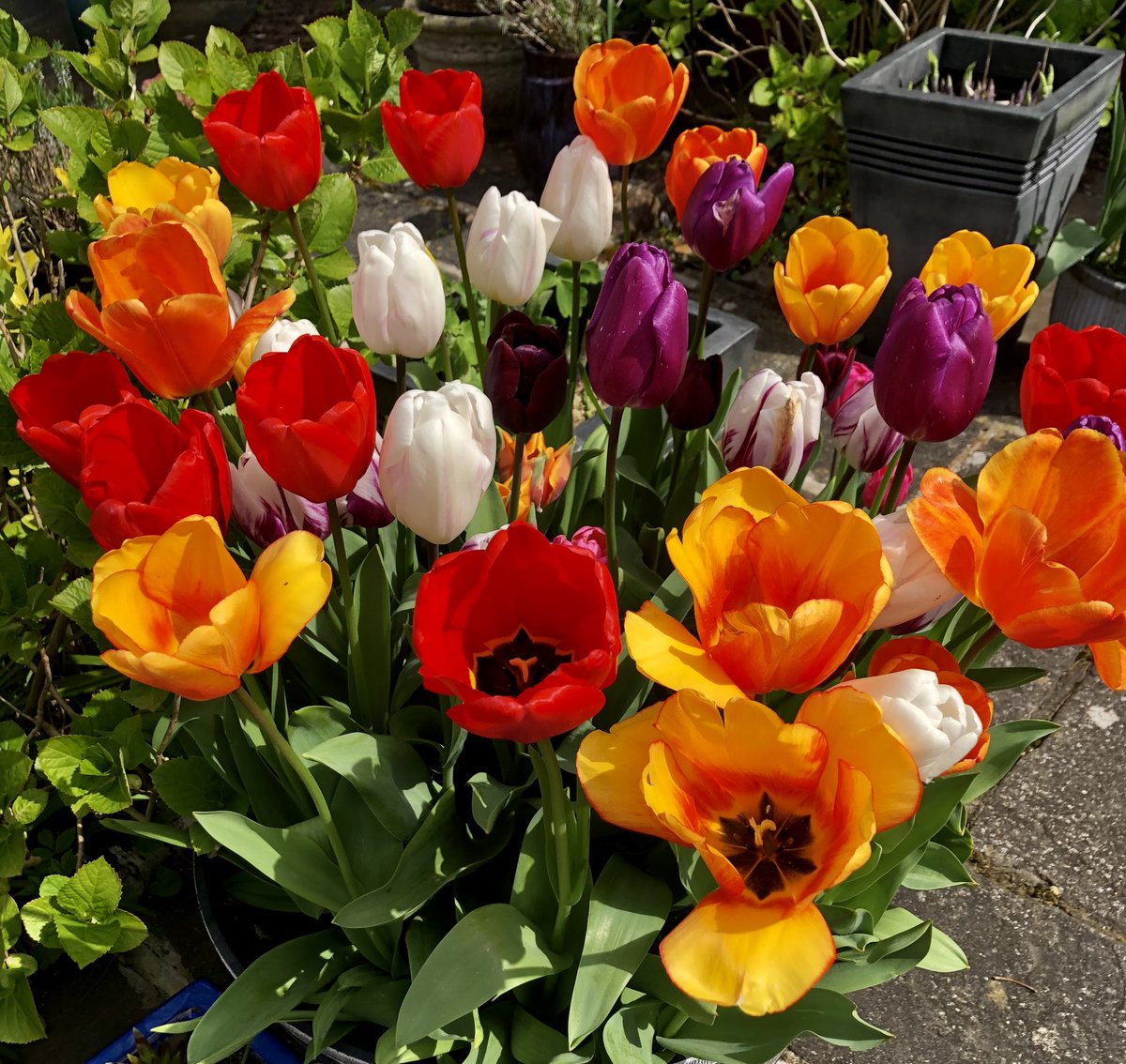 A pot of Joy #Tulips #Sunny #Colourful #Flowers #Bulbs #MyGarden
