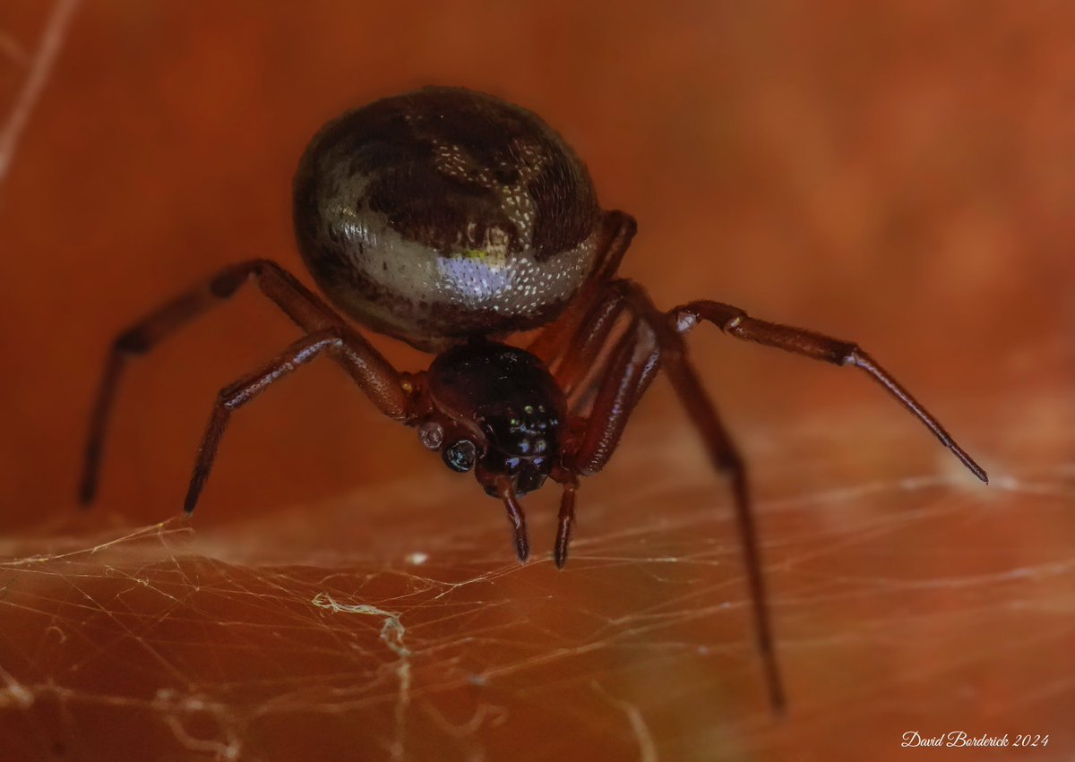 A large Noble False Widow Spider (Steatoda nobilis) on our #kessingland garage this afternoon @LowestoftLizard @BritishSpiders