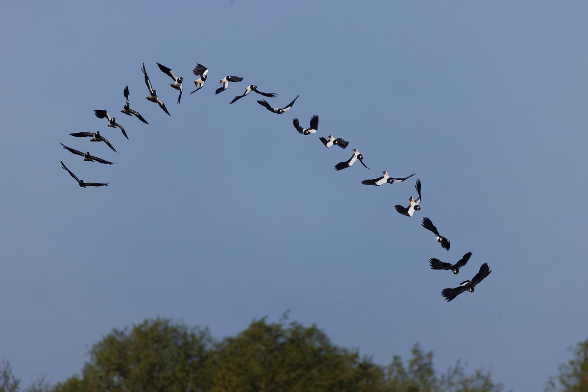 Lapwings are so hard to photograph, so I was happy to capture this complete tumble display flight @wildlifebcn Summer Leys. @WildlifeMag @BBCSpringwatch #bbcwildlifepotd #NaturePhotography #TwitterNatureCommunity #Northantsbirds