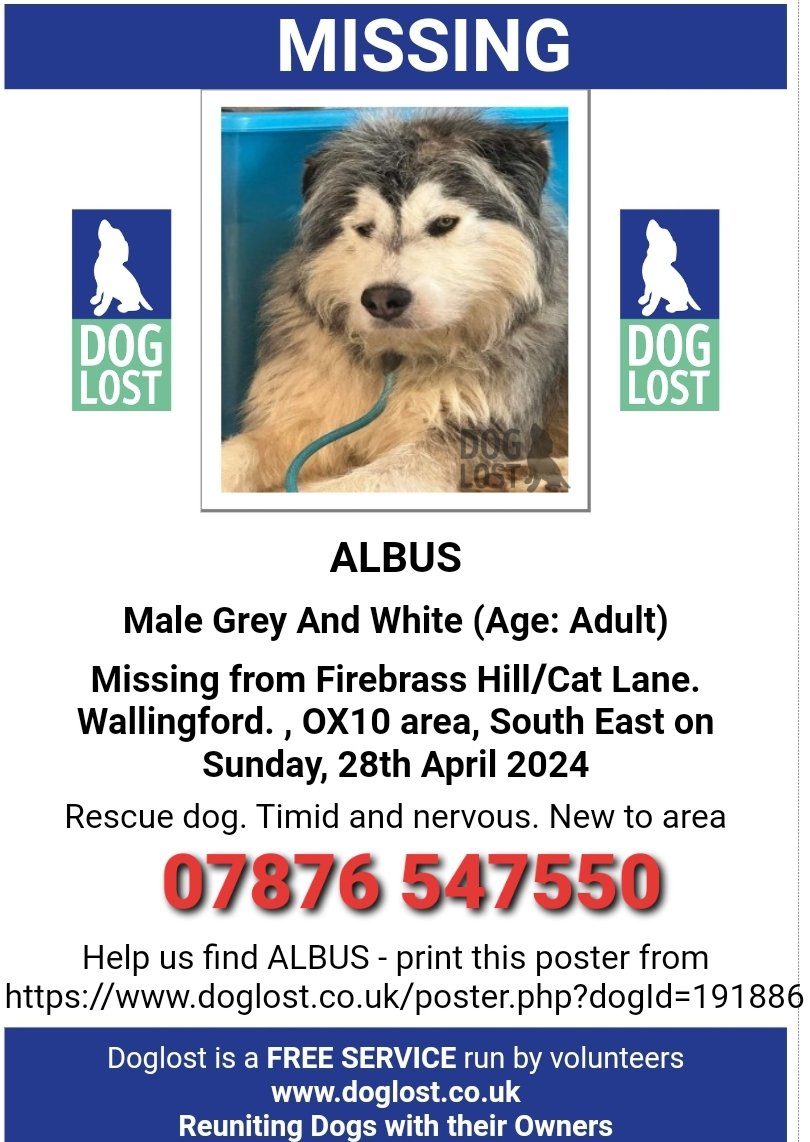 Lost nervous #rescue dog ALBUS escaped his house in Firebrass Hill/Cat Lane #Ewelme #Oxfordshire #OX10 on 28 April 2024 He was wearing a slip lead, is microchipped & neutered. Please share. Last sighting Nuffield area around midnight Please do not approach doglost.co.uk/dog-blog.php?d…