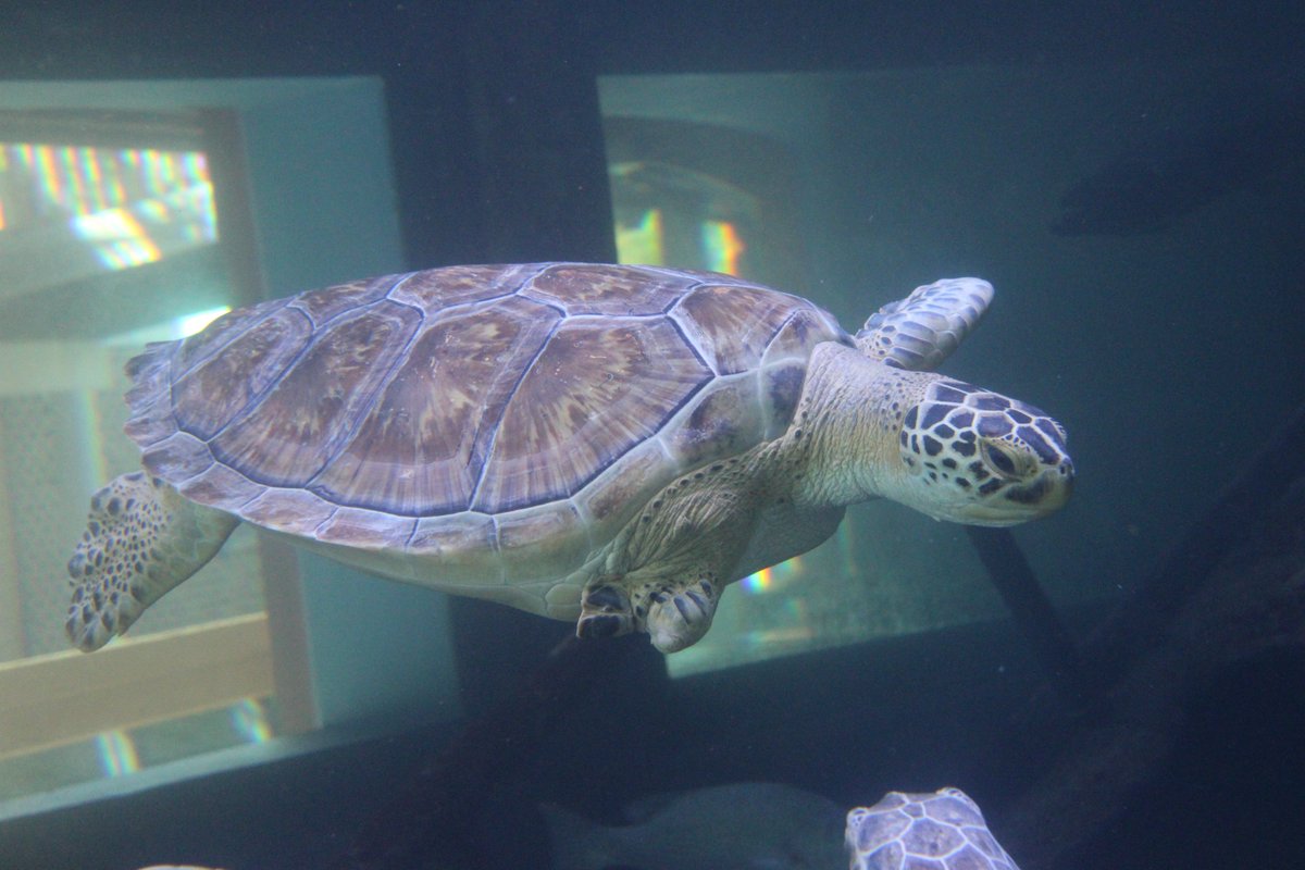 Gumbo Limbo Nature Center (@gumbolimbonc) on Twitter photo New Resident Alert🚨
Lady McNubbins, a juvenile green sea turtle from <a href="/BrevardZoo/">Brevard Zoo</a>, joins resident sea turtle Morgan at the Shipwreck Aquarium temporarily before moving to her permanent home at Port Canaveral Aquarium and Conservation Center. 🐢🐢
#LoveGumboLimbo New Resident Alert🚨
Lady McNubbins, a juvenile green sea turtle from <a href="/BrevardZoo/">Brevard Zoo</a>, joins resident sea turtle Morgan at the Shipwreck Aquarium temporarily before moving to her permanent home at Port Canaveral Aquarium and Conservation Center. 🐢🐢
#LoveGumboLimbo