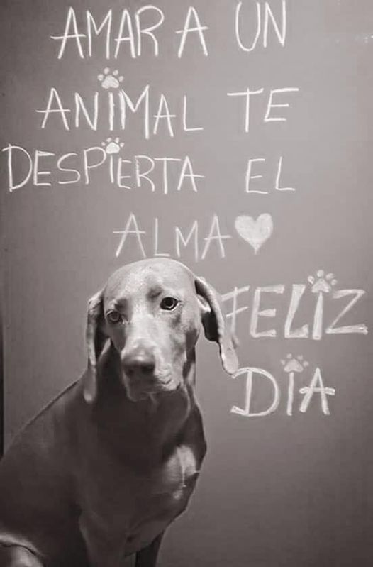 #FelizDiaDelAnimal #BuenLunes